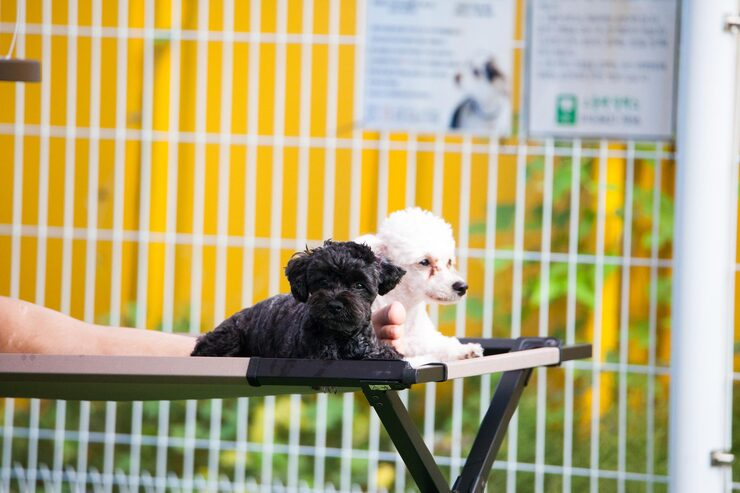 Small Pet Boarding at Tortoise Houses Brighton 